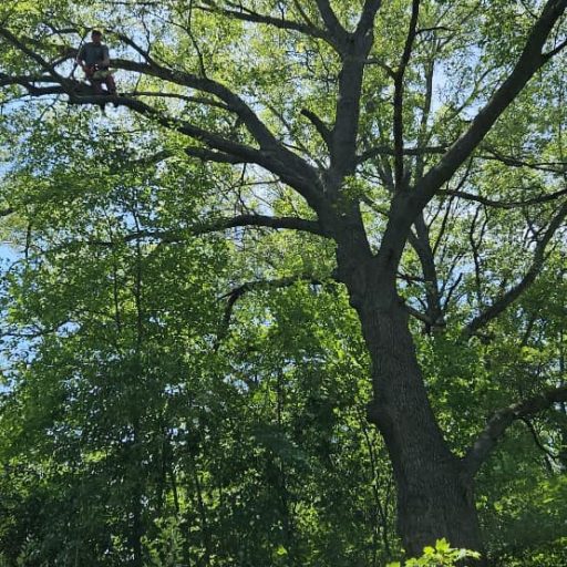 Dan-Tree