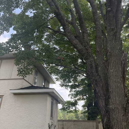 tree1