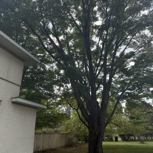tree2