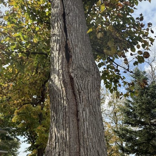 This tree with lightning crack is completely hollow. The inside of the tree from 5 feet up to about 20 feet is hollow. The tree above is huge threating multiple properties.